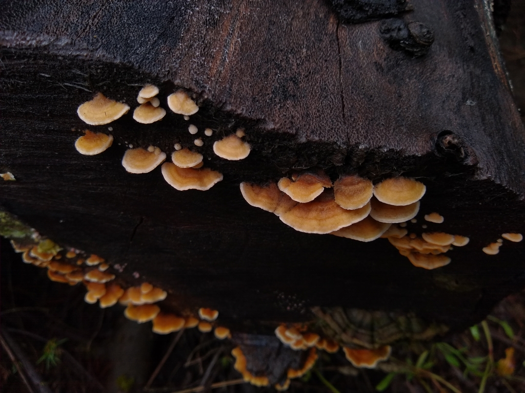 Stereum hirsutum · July 2023 · photo: © lechuzoologo (iNaturalist, cc-by)