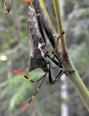 Elasmopoda