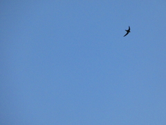 Hirundapus caudacutus