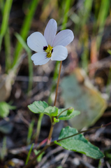 Viola ocellata
