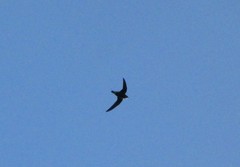 Hirundapus caudacutus