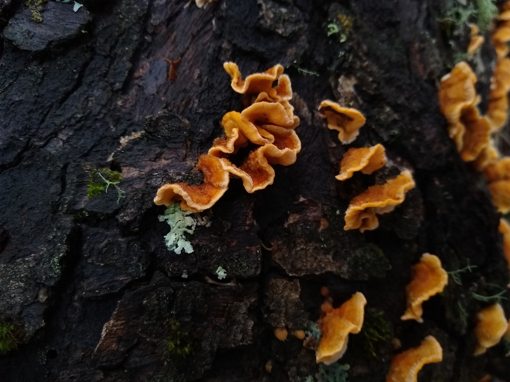Stereum hirsutum · July 2023 · photo: © lechuzoologo (iNaturalist, cc-by)