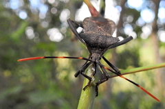 Elasmopoda
