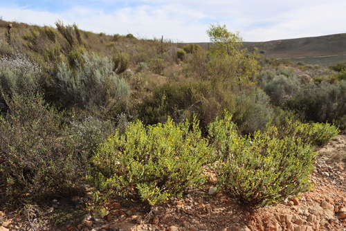 Image of Hertia kraussii by (c) Tony Rebelo, some rights reserved (CC BY-SA)