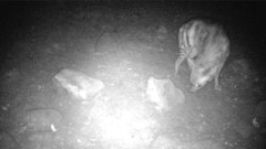 Hyaena hyaena