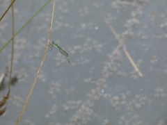 Austrolestes cingulatus