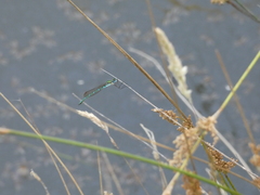 Austrolestes cingulatus