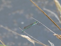 Austrolestes cingulatus