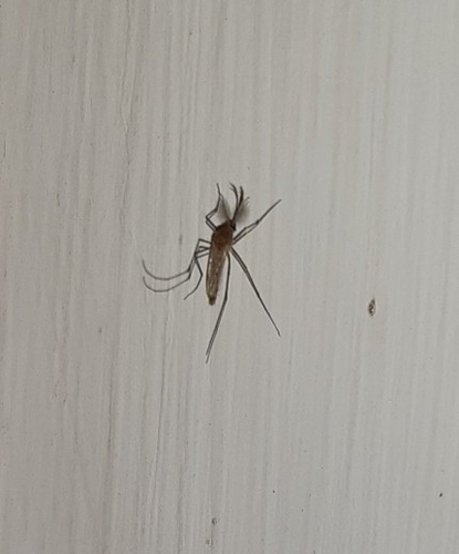 Common house mosquito