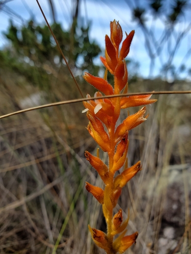 Sacoila cerradicola