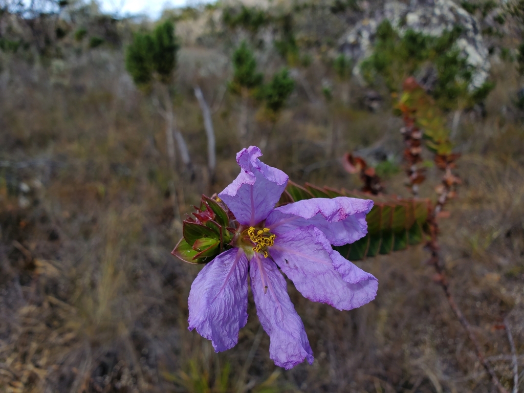 Diplusodon argenteus