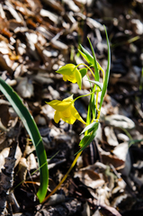 Calochortus amabilis