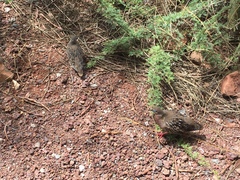 Zenaida galapagoensis