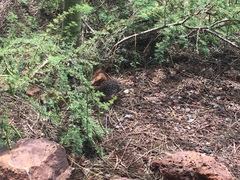 Zenaida galapagoensis