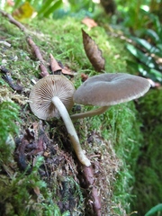 Simocybe centunculus centunculus