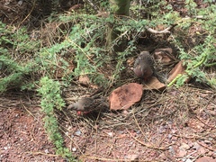 Zenaida galapagoensis