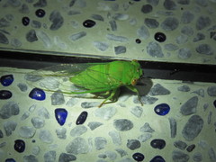 Chremistica ochracea