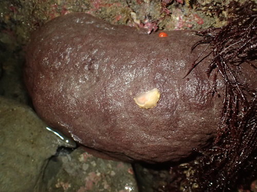 Gumboot Chiton