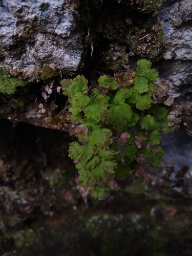 Adiantum sulphureum