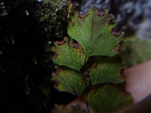 Adiantum sulphureum, photograph 1
