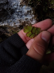 Adiantum sulphureum, photograph Ezequiel Racker, CC BY, iNaturalist via GBIF