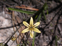 Triteleia ixioides anilina