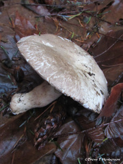 Agaricus deardorffensis