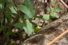 Stenocercus iridescens