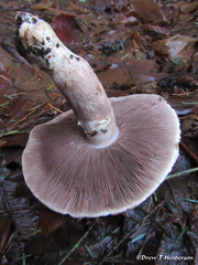 Agaricus deardorffensis