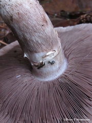 Agaricus deardorffensis