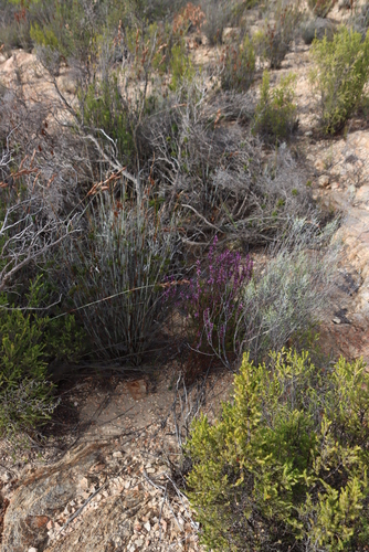 Image of Muraltia juniperifolia by (c) Tony Rebelo, some rights reserved (CC BY-SA)