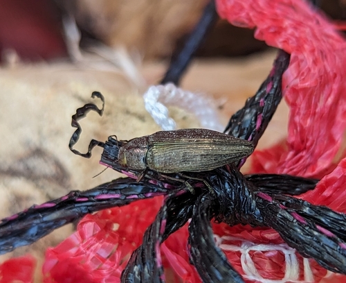 Spotted-belly Buprestid Beetle photo 5