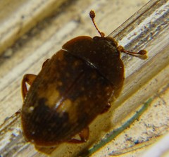 Stelidota geminata