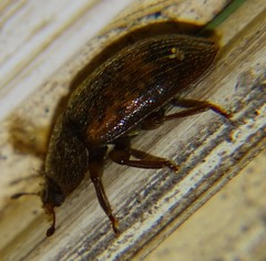 Stelidota geminata
