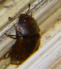Stelidota geminata