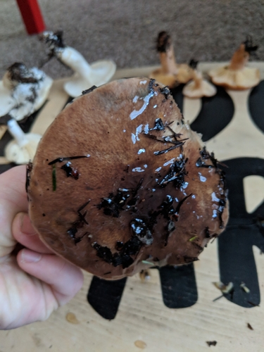 Suillus quiescens image