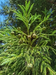 Cryptomeria japonica image