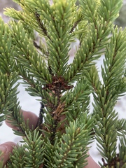 Arceuthobium pusillum