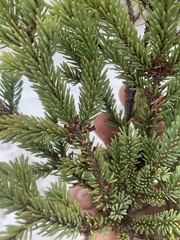 Arceuthobium pusillum