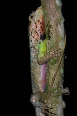 Stenocercus iridescens