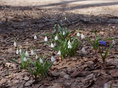 Galanthus plicatus