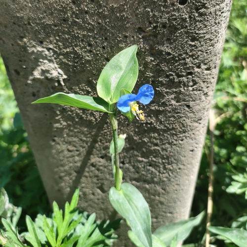 podenka obyčajná (Commelina communis)