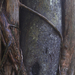 Metrosideros robusta - Photo (c) Jon Sullivan,  זכויות יוצרים חלקיות (CC BY-NC)