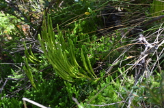 Austrolycopodium magellanicum