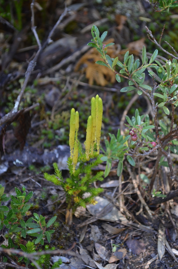 Magellanic clubmoss