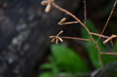 Adenocaulon chilense