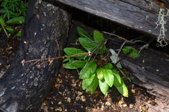 Adenocaulon chilense