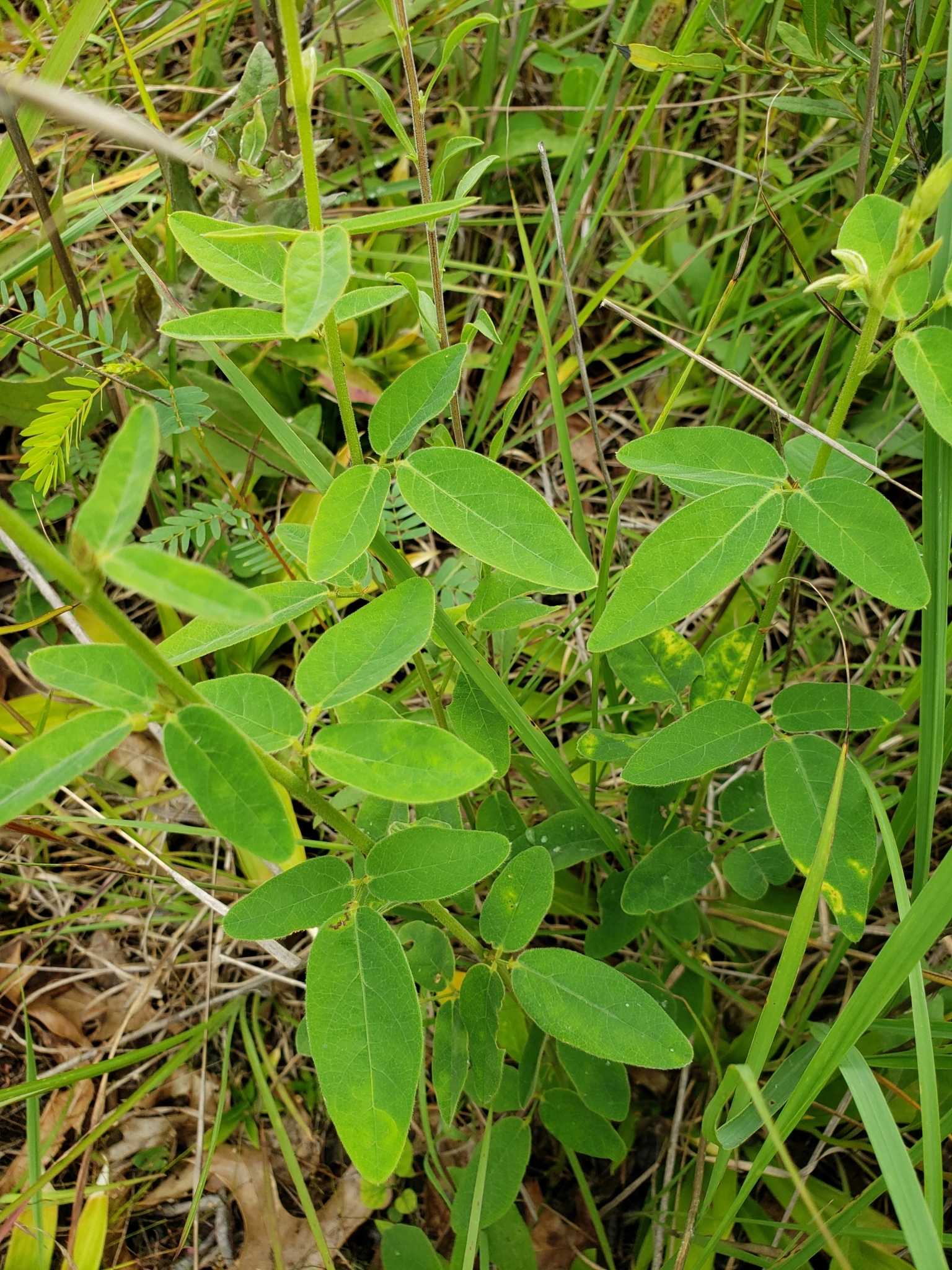 Desmodium obtusum