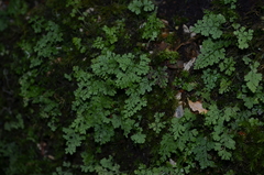 Asplenium dareoides
