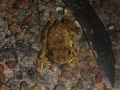 Litoria rothii